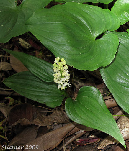 Maianthemum dilatatum growing in moist, shaded woodland area