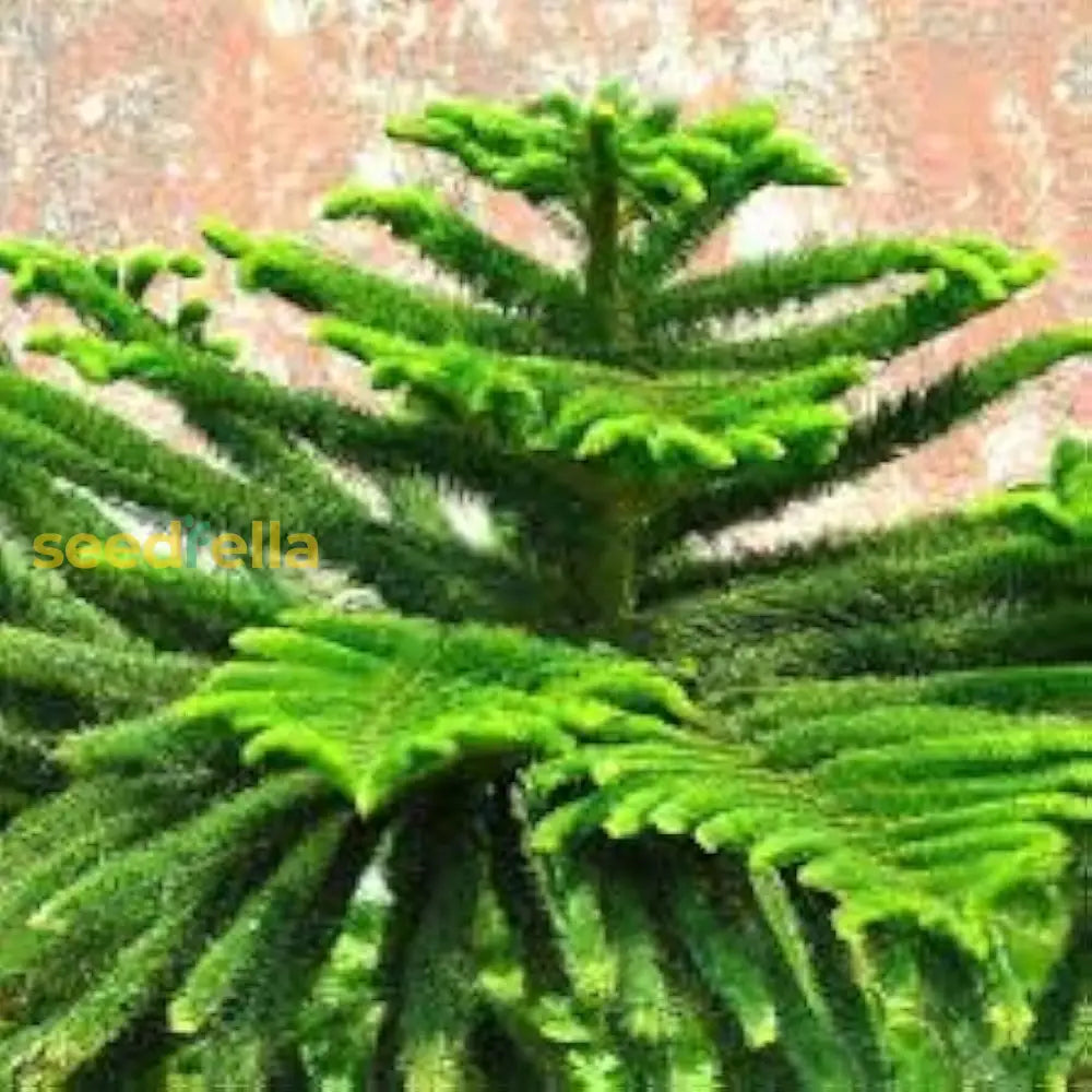 Majestic Araucaria Plant Seeds For Planting