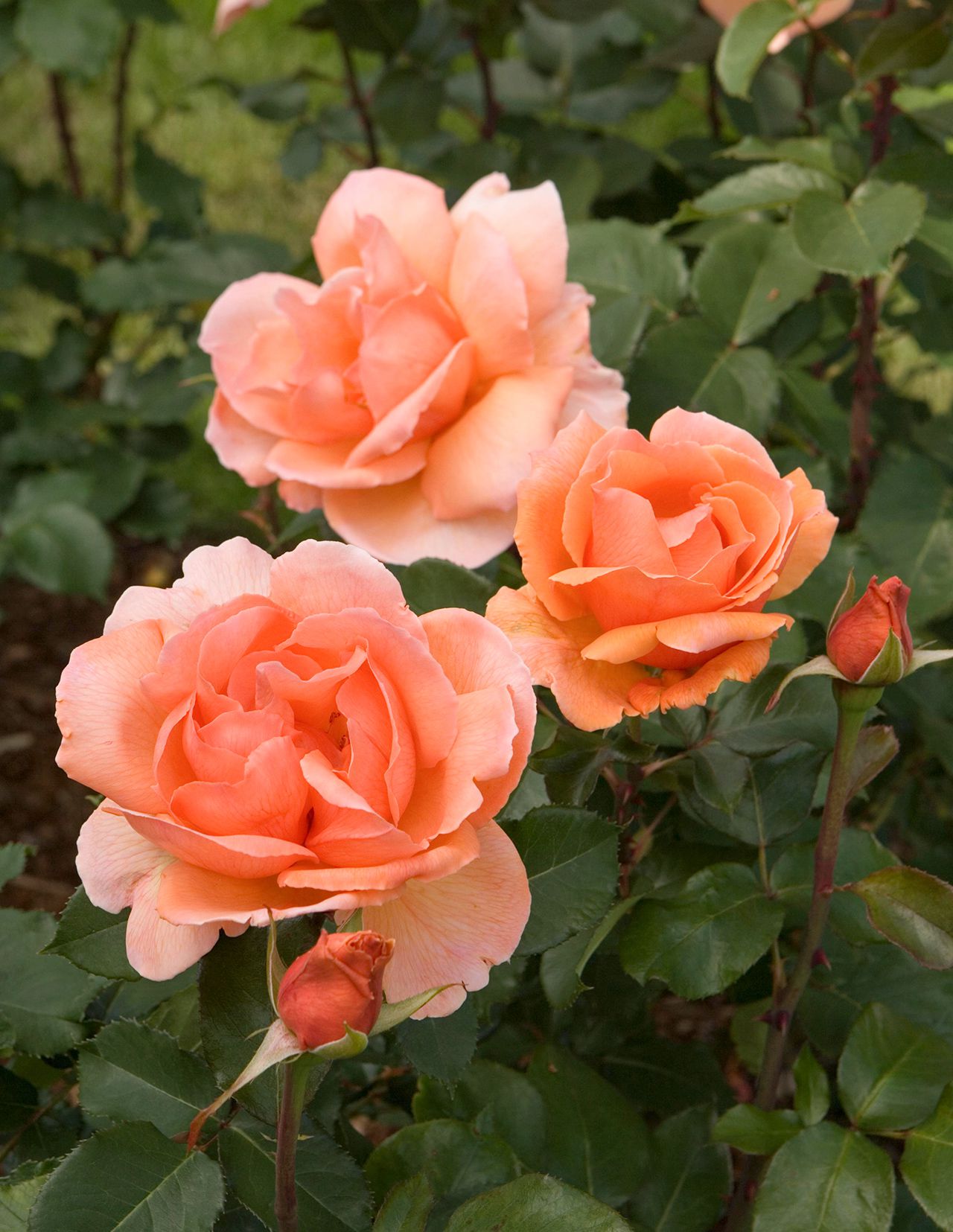 Majestic Climbing Rose blooms for trellises and arches