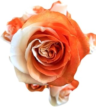 Majestic Climbing Rose Seeds for Planting