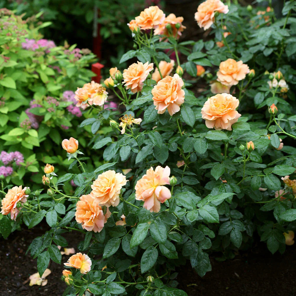 Majestic Climbing Rose Seeds for elegant garden planting