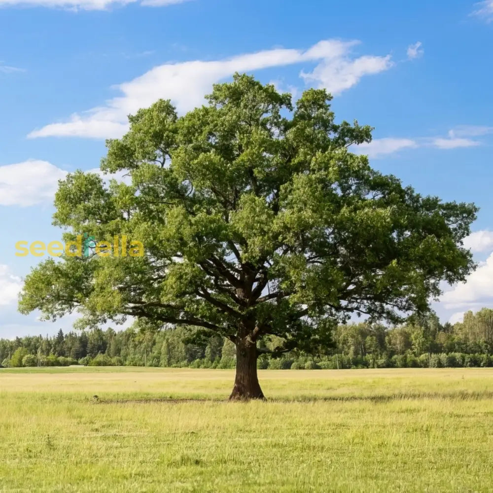 Majestic Growth: Rare Oak Tree Seeds For Planting Plant Seeds