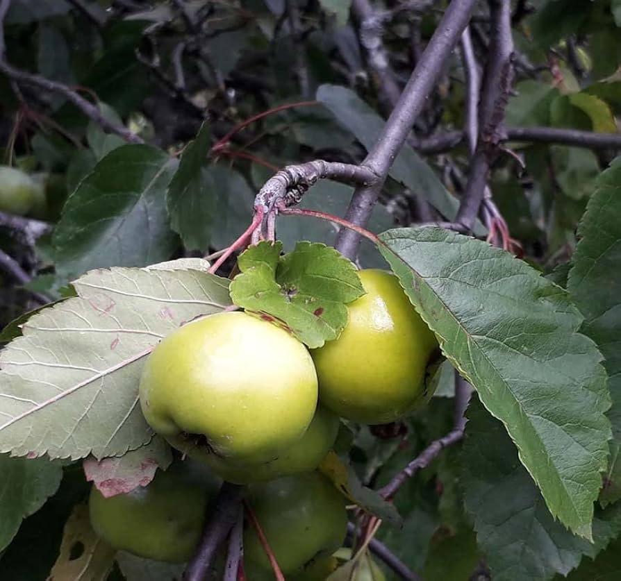 Malus ioensis prairie crabapple seeds growing into healthy ornamental tree
