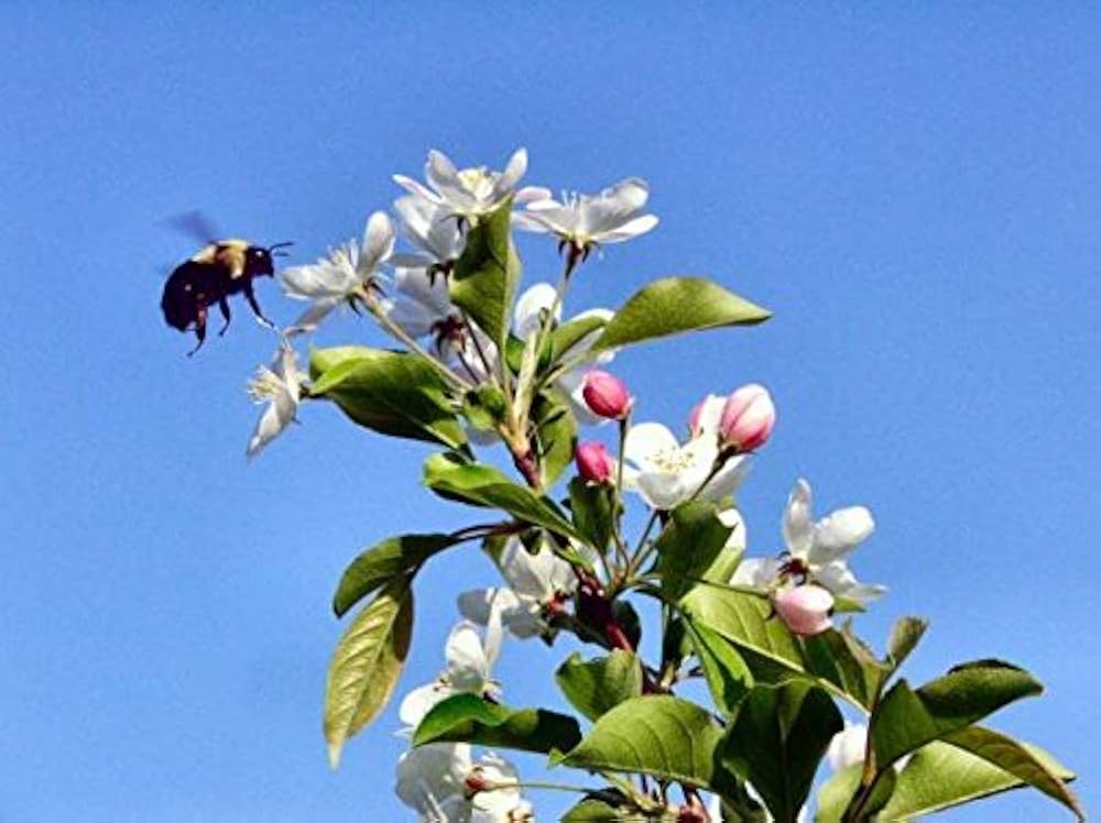 Hummingbird feeding on Sargent Crabapple flowers
