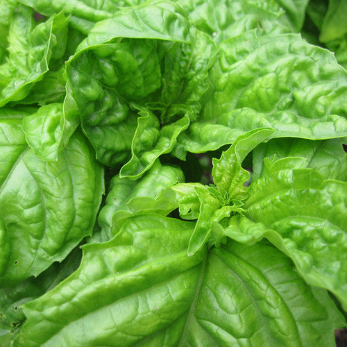 Large leaf Mammoth Basil herb grown from non-GMO seeds