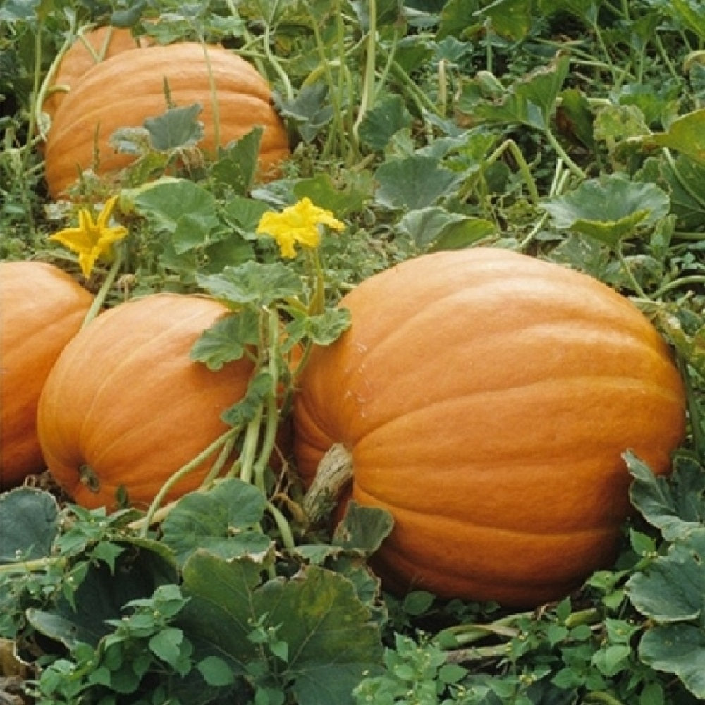 Mammoth Gold pumpkin plants growing in garden