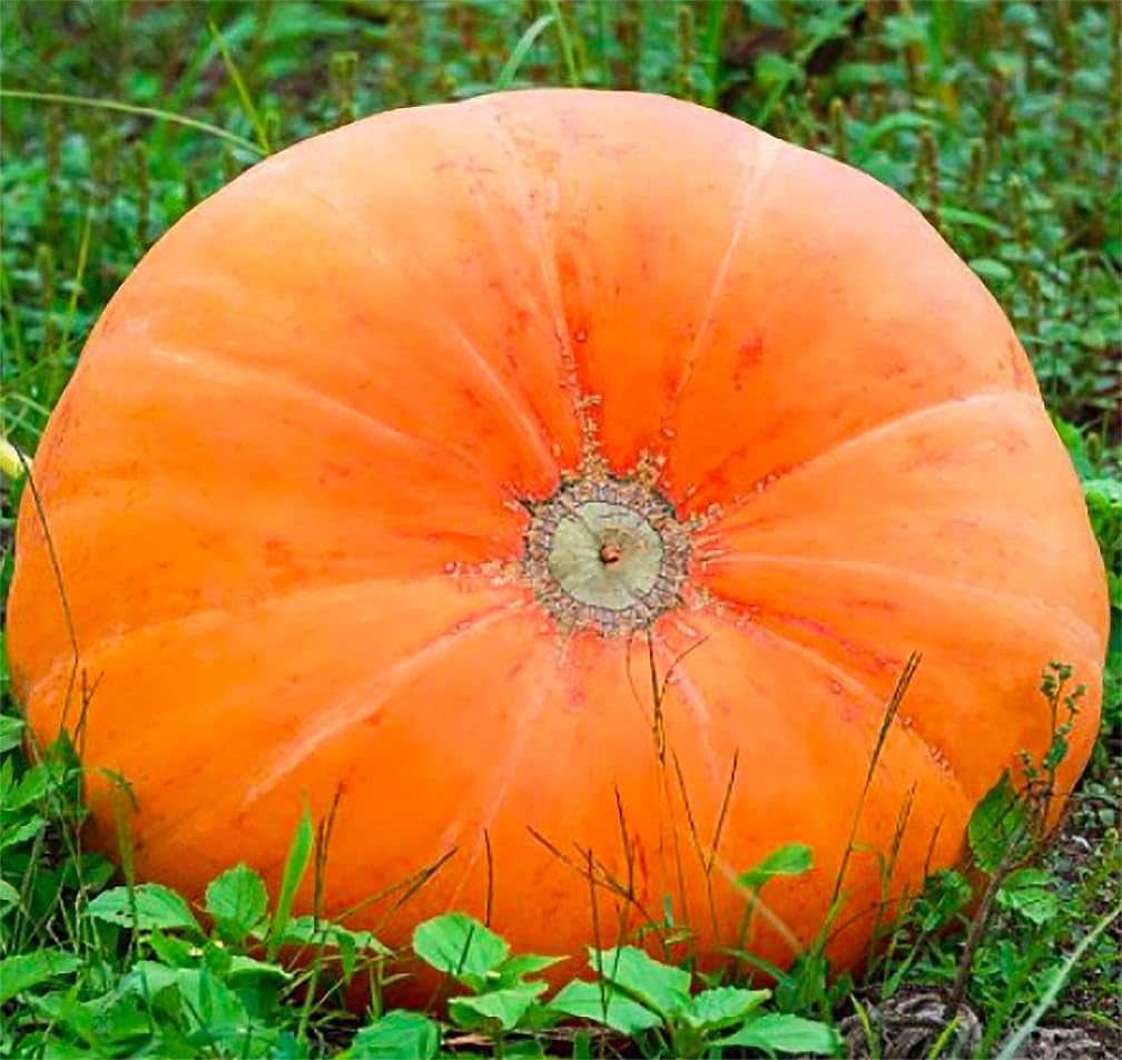 Mammoth Gold pumpkin seeds for planting