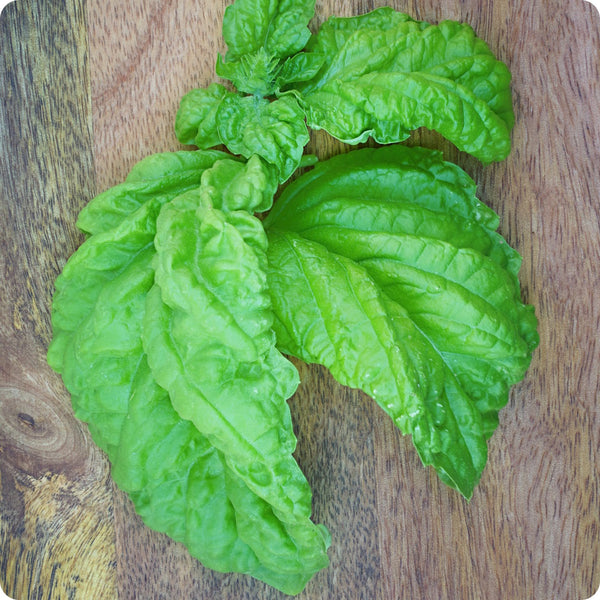 Mammoth Leaf Basil seeds Ocimum basilicum producing extra-large foliage