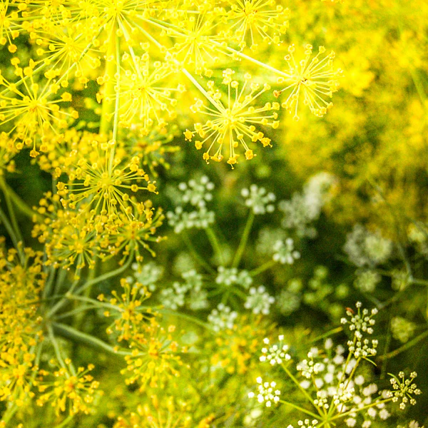 Mammoth Dill Anethum graveolens heirloom seeds pack front view