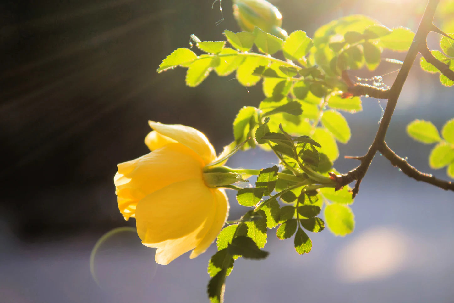 Yellow Manchu rose plants growing in garden display