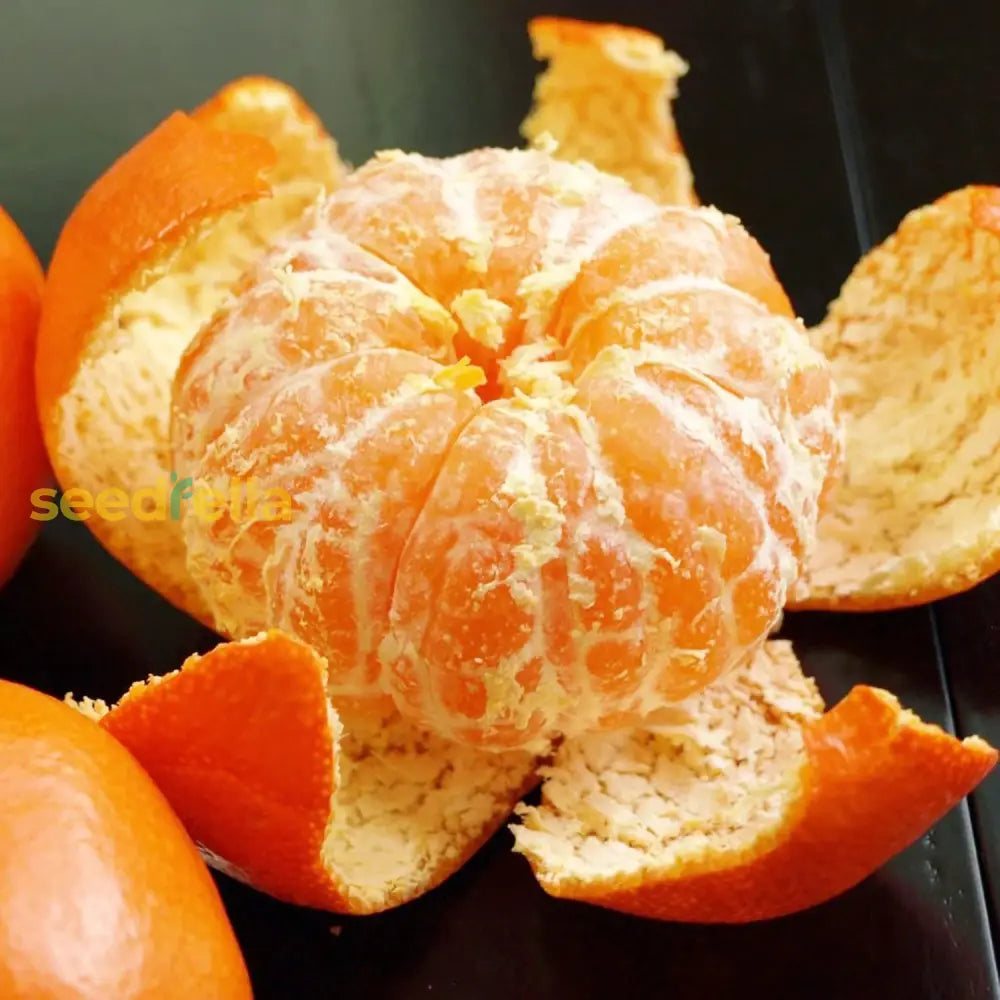 Mandarin Orange Seeds Cold Hardy Citrus Unshiu Satsuma Evergreen Sweet Gmo Free Home Garden Outdoor