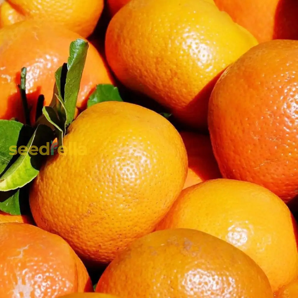 Mandarin Orange Seeds Cold Hardy Citrus Unshiu Satsuma Evergreen Sweet Gmo Free Home Garden Outdoor