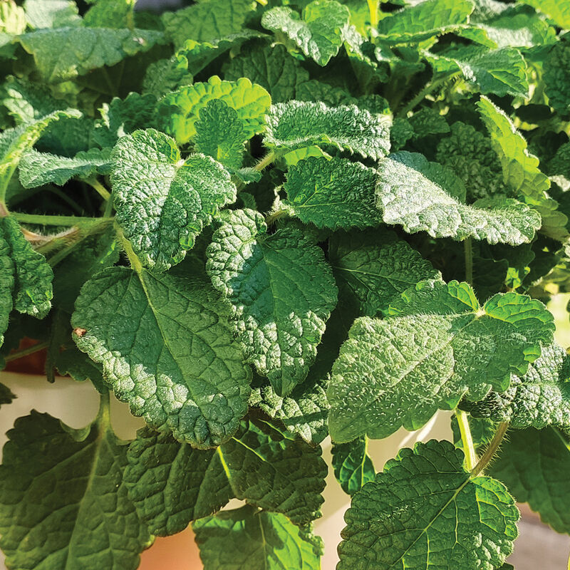 Mandarina Lemon Balm seeds Melissa officinalis ornamental herb