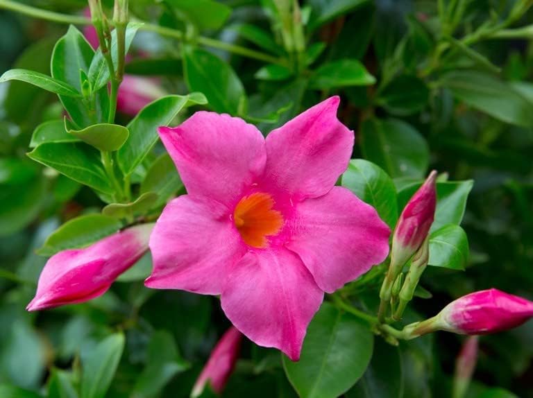 Close-up of Pink and White Mandevilla blooms