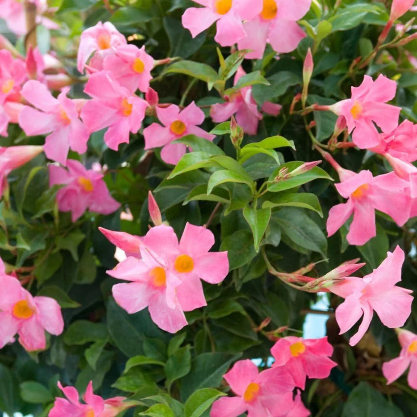 Mandevilla vines climbing trellis with pink white flowers