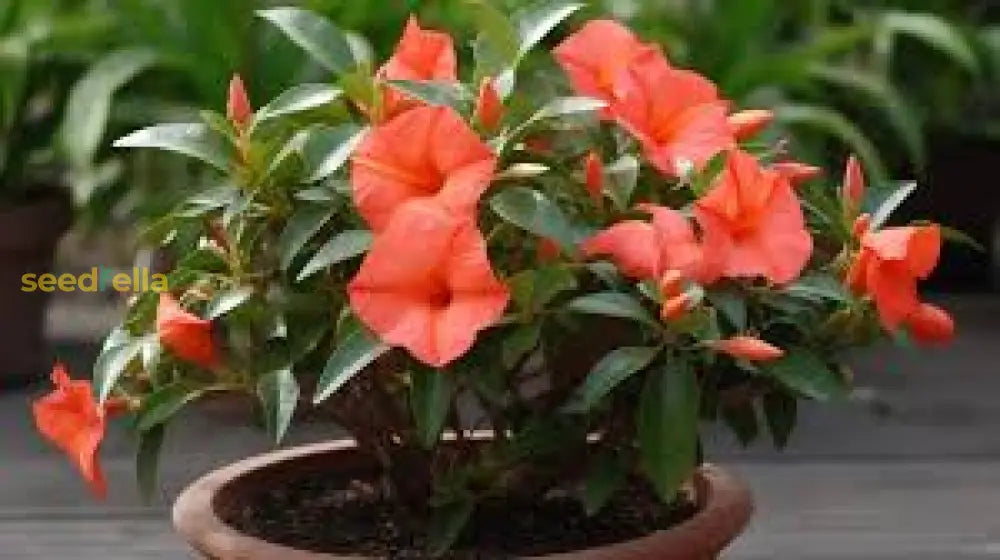 Mandevilla Orange Flower Seeds For Vibrant Garden Planting