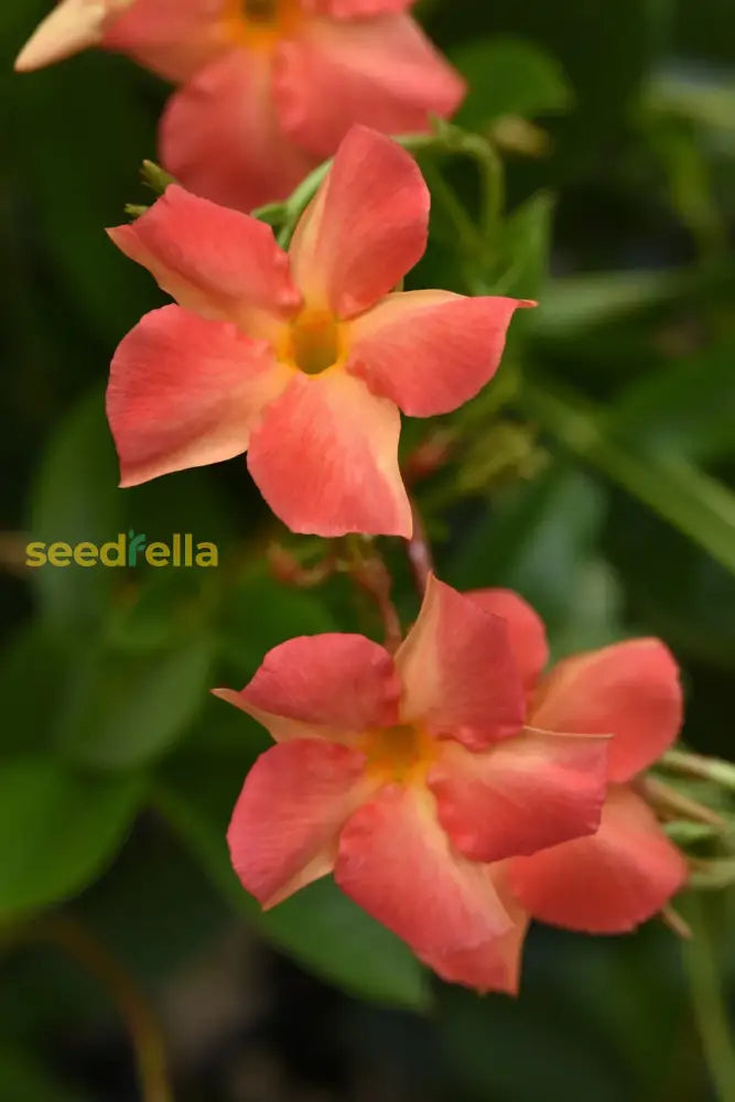 Mandevilla Orange Flower Seeds For Vibrant Garden Planting