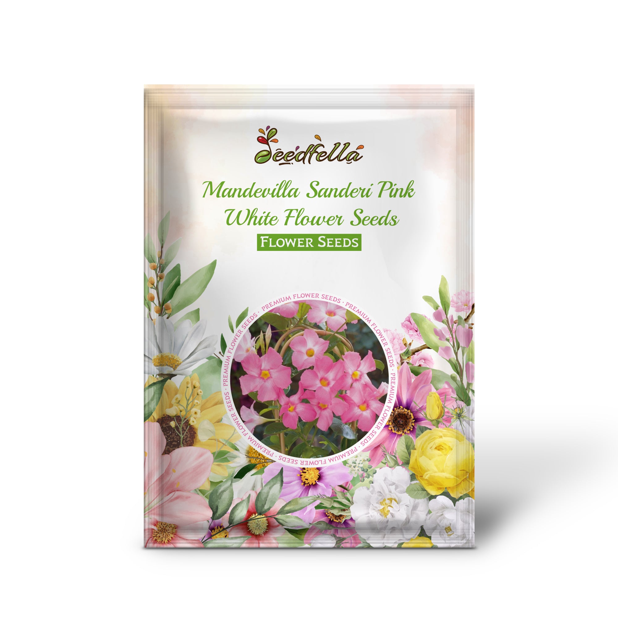 Pink and White Mandevilla Sanderi flowers in full bloom