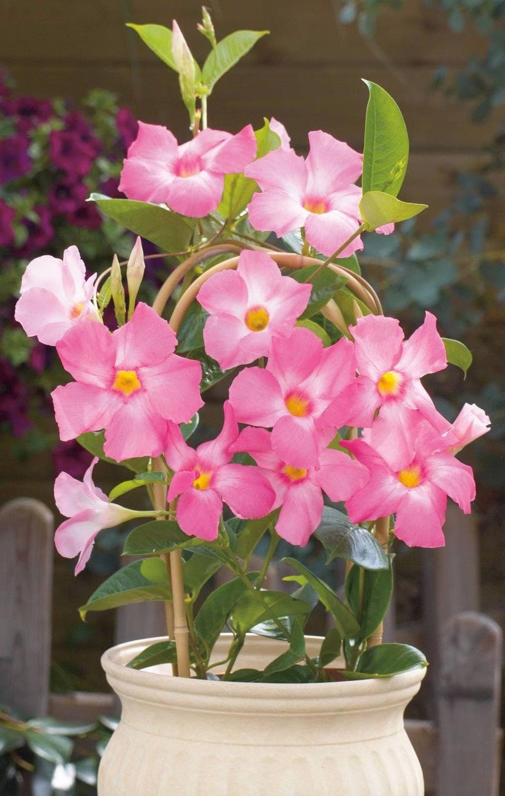 Potted Mandevilla Sanderi with pink and white flowers