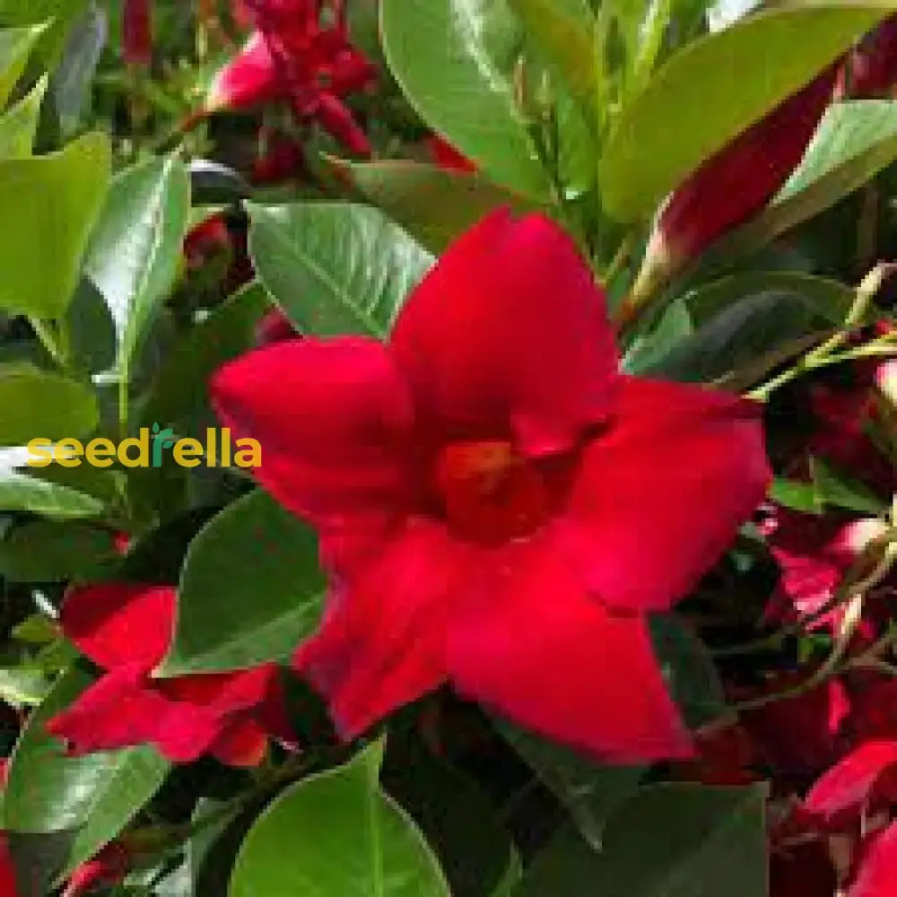 Mandevilla Red Sanderi Flower Seeds For Planting  Vibrant Climbing Blooms