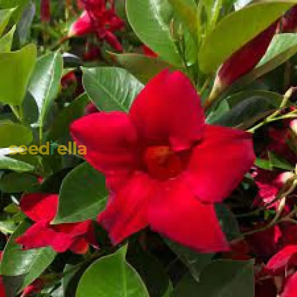 Mandevilla Red Sanderi Flower Seeds For Planting  Vibrant Climbing Blooms