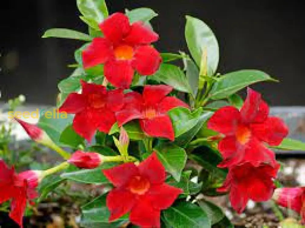 Mandevilla Red Sanderi Flower Seeds For Planting  Vibrant Climbing Blooms