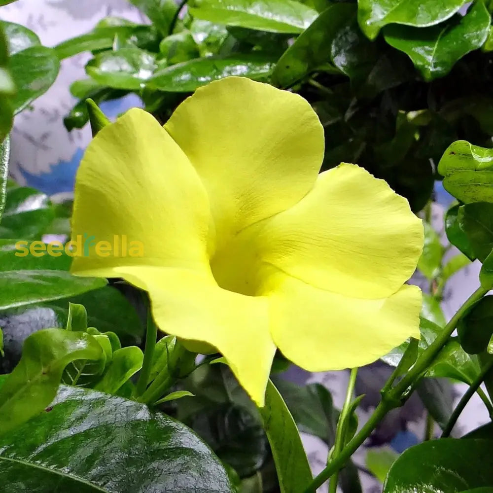 Mandevilla Sanderi Seeds Brazilian Jasmine Beautiful And Colorful Fragrance Blooms Easy Care