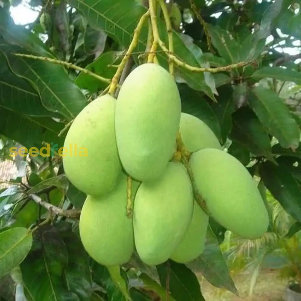 Mango Fruit Seeds For Planting - Grow Your Own Mangoes