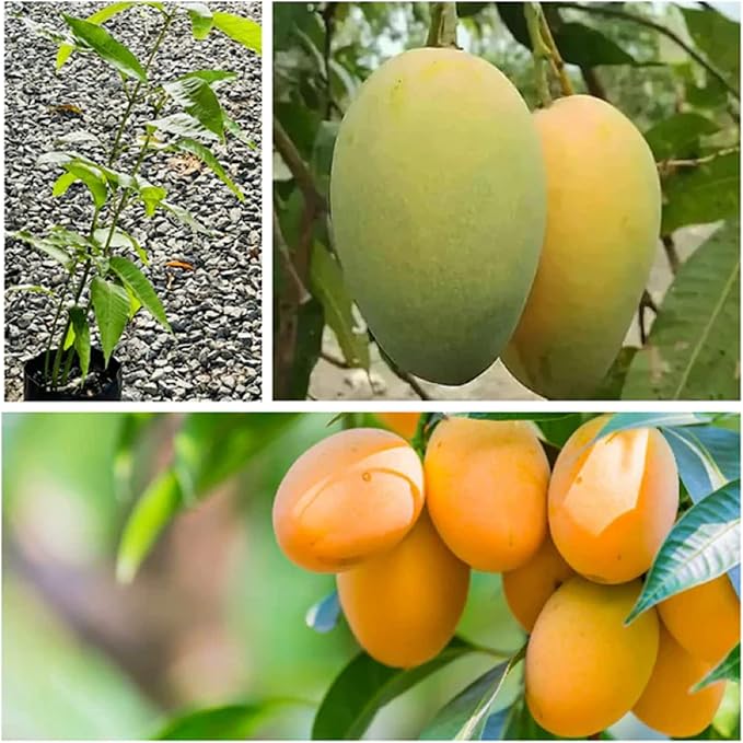 Mango seeds Mangifera indica for planting in tropical gardens