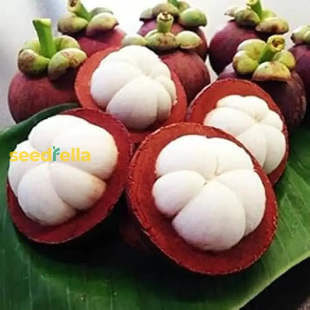 Mangostan Seeds For Planting  Exotic Fruit Home Gardening