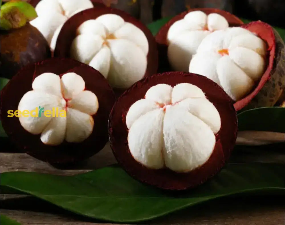 Mangostan Seeds For Planting  Exotic Fruit Home Gardening