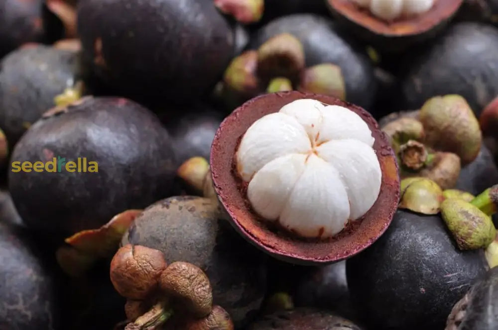 Mangosteen Seeds For Planting - Exotic Fruit Home Garden