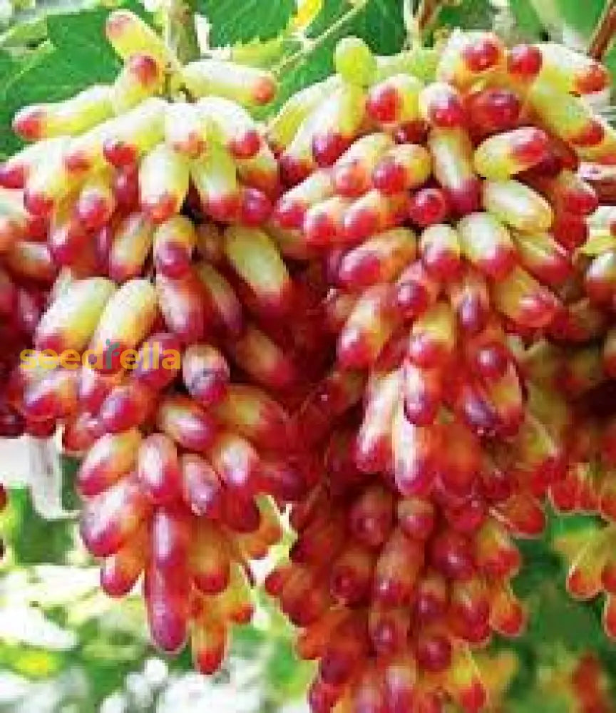 Manicure Finger Grape Seeds for Planting Sweet Grapes