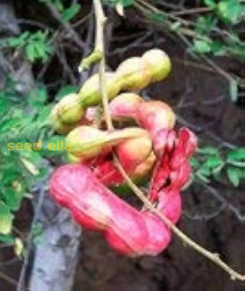 Manila Tamarind Tree Planting Seeds For Home Gardens Fruit