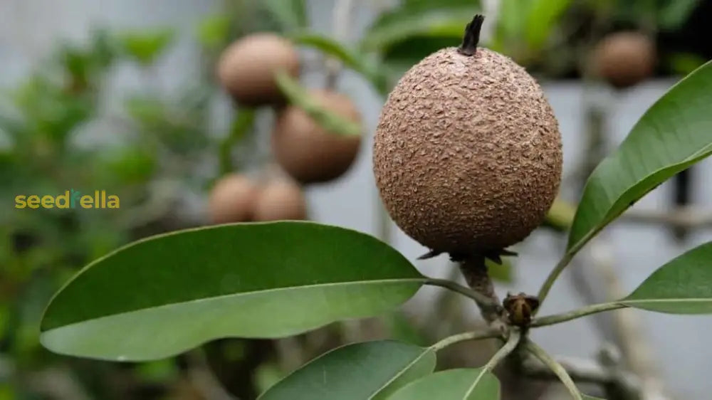 Manilkara Zapota Sapodilla Seeds for Home Garden