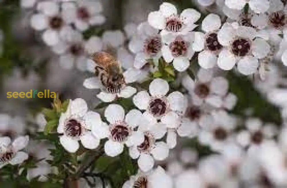 Manuka Flower Seeds: Essential Planting Guide For Thriving Growth Seeds