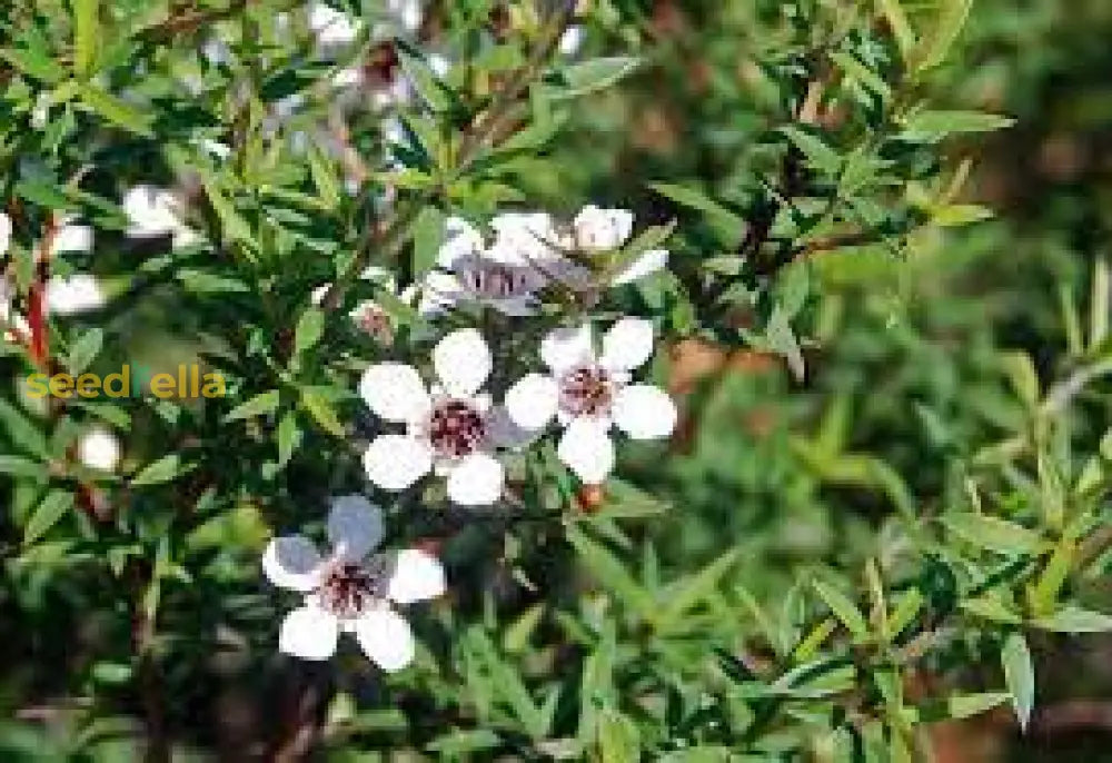 Manuka Flower Seeds: Essential Planting Guide For Thriving Growth Seeds