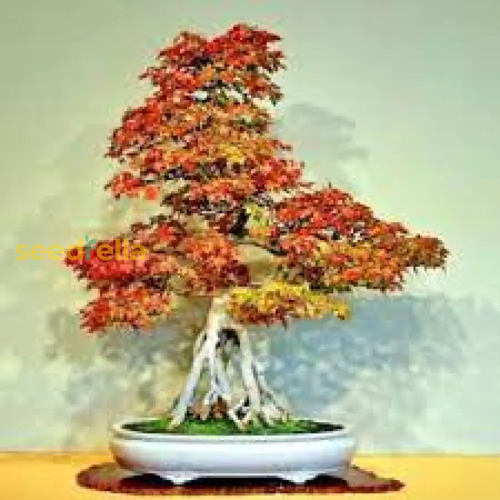 Maple Bonsai Tree Seeds For Planting  Multi-Colored Flower