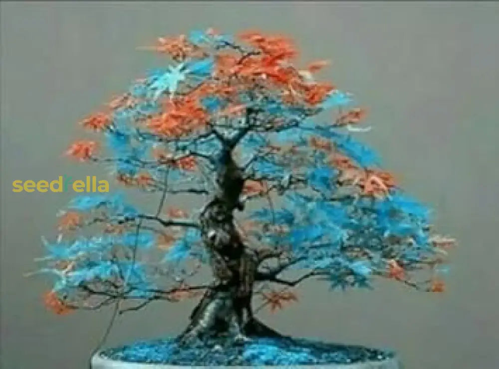 Maple Bonsai Tree Seeds For Planting  Multi-Colored Flower