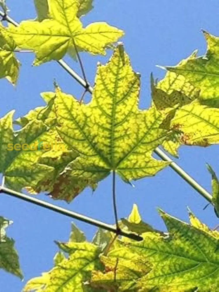 Maple Tree Seeds  Dark Green Planting For Beautiful Landscapes! Plant Seeds