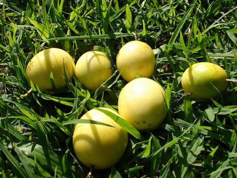 Maracuja seedlings sprouting from soil