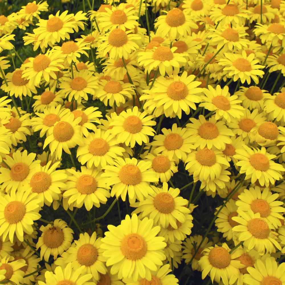 Golden Marguerite (Anthemis tinctoria) Seeds