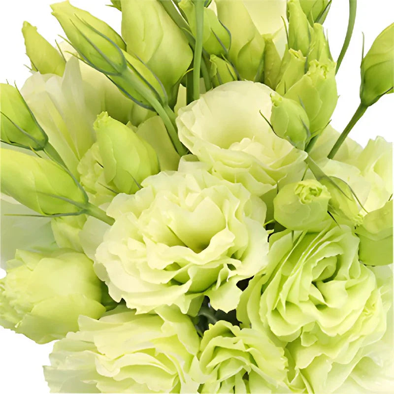 Unique Eustoma Flower Seeds For Planting: Create Sophisticated Green & White Floral Arrangements