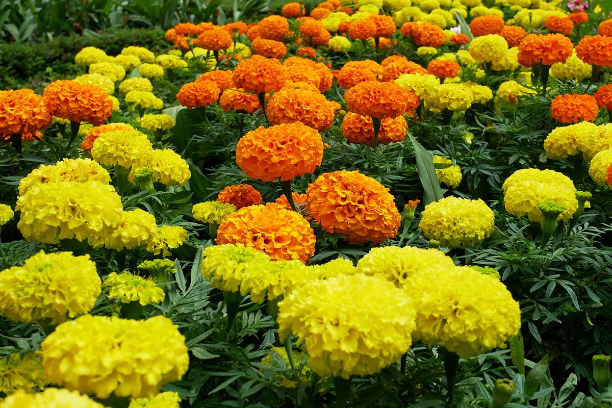 Yellow Marigolds Growing in Garden Beds
