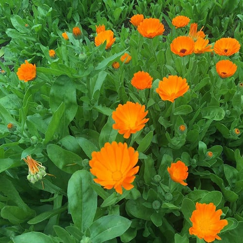 Pacific Beauty Orange Marigolds Growing in Garden Border