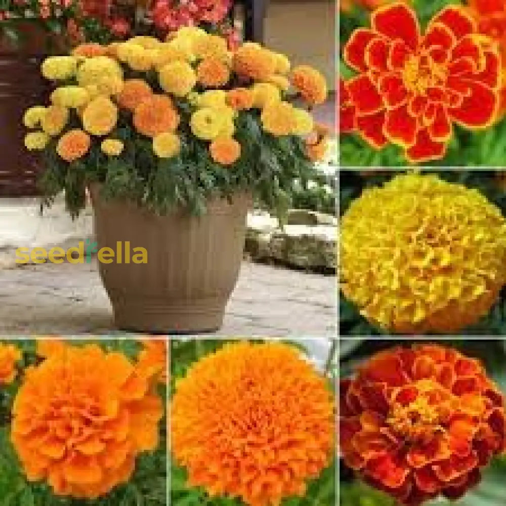 Marigold Mix Flower Seeds For Planting - Vibrant Annual Blooms