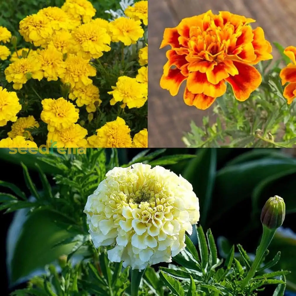 Marigold Mix Flower Seeds For Planting - Vibrant Annual Blooms