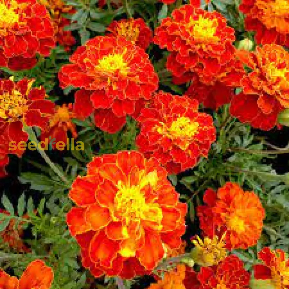 Marigold Red Marietta Flower Planting Seeds - Vibrant Garden Blooms For Colorful Landscapes