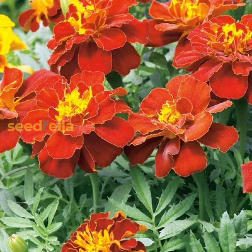 Marigold Red Marietta Flower Planting Seeds - Vibrant Garden Blooms For Colorful Landscapes