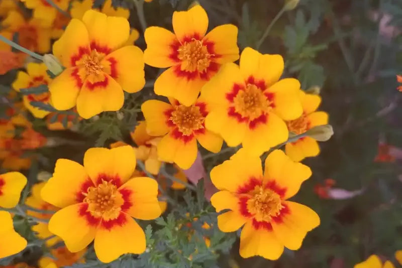 Easy to grow Yellow Signet Marigold seeds for containers and gardens
